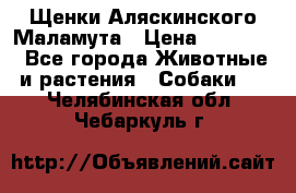 Щенки Аляскинского Маламута › Цена ­ 10 000 - Все города Животные и растения » Собаки   . Челябинская обл.,Чебаркуль г.